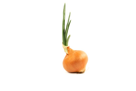 Onion with green leaves isolated on white background.の写真素材