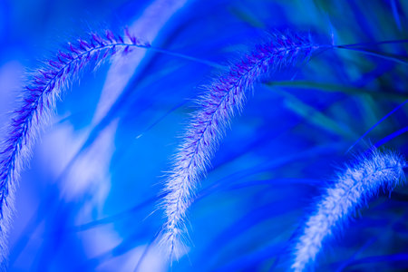 Reed flowers on blue blurry background, close up image.の写真素材