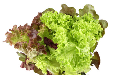 Fresh red and green lettuce on white background.