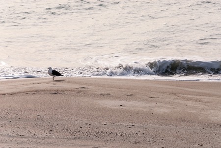 A winter scene of a seagull on a private beach in North carolina. as the waves are rolling in.の写真素材