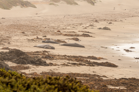Elephant Seals on a foggy beach in Californiaの写真素材