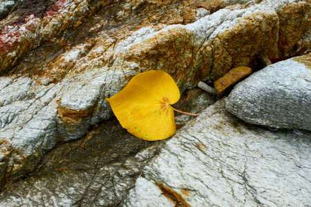 Lonely yellow leaf on the rockの写真素材