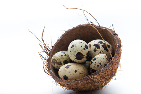 Quail eggs in coconut nest, Studio shot. White background.の写真素材