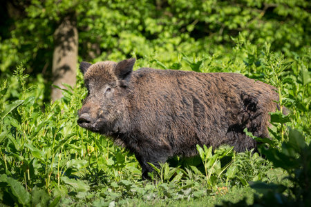 Wild Boar in the woods Netherlands