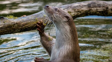 European fish otterの写真素材