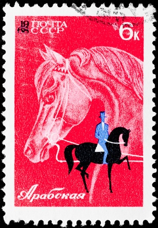 Postal stamp. The rider on a horse, 1968. Breed Arabicの写真素材