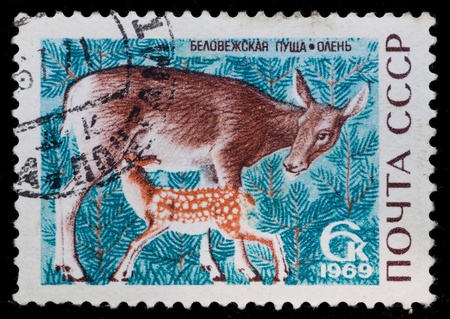 USSR - CIRCA 1969: The postal stamp printed in the USSR which shows deer, CIRCA 1969.の写真素材