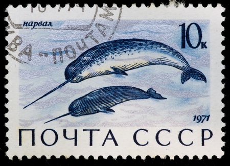 USSR - CIRCA 1971: The postal stamp printed in the USSR which shows narwhal, CIRCA 1971.の写真素材