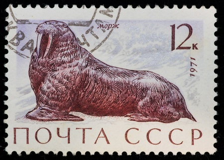 USSR - CIRCA 1971: The postal stamp printed in the USSR which shows walrus, CIRCA 1971.の写真素材