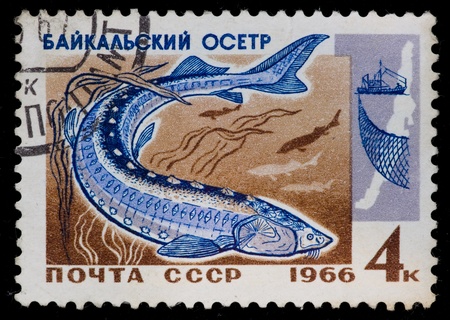 USSR - CIRCA 1966: The postal stamp printed in the USSR which shows baikal sturgeon, CIRCA 1966.の写真素材