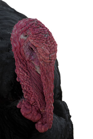 turkey on white background