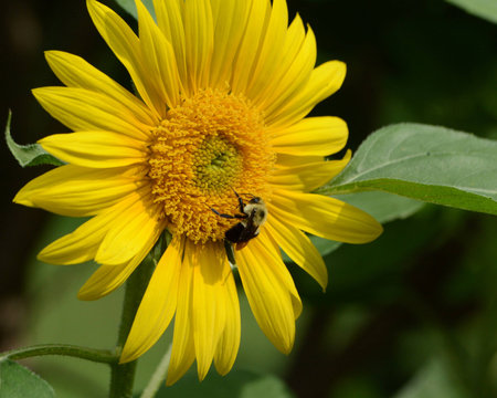 Sunflowr & Beeの写真素材
