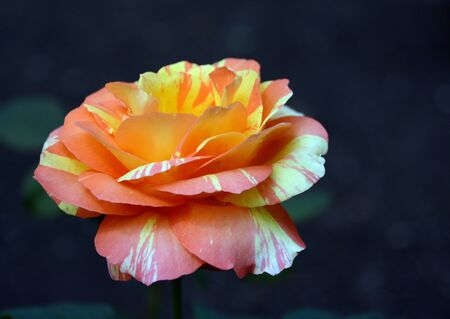 Niagara Roseの写真素材