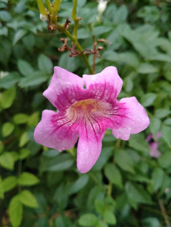 pink flower in the garden, selective focus, shallow DOF.の写真素材