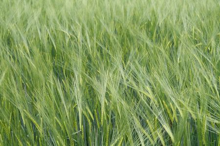 Green wheat fieldの写真素材