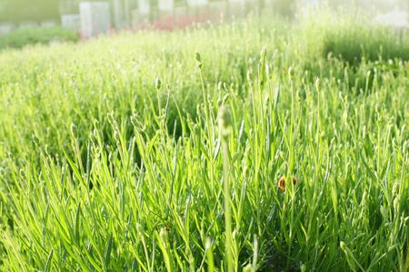 Green grass backgroundの写真素材