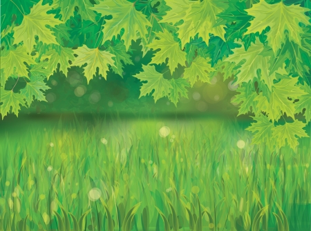 spring background with green grass and branches of maple s tree のイラスト素材
