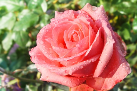 Pink rose in garden after rain の写真素材