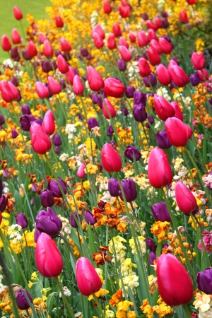Beautiful spring  colorful flowers の写真素材