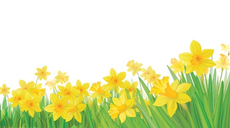 Daffodil flowers isolatedのイラスト素材