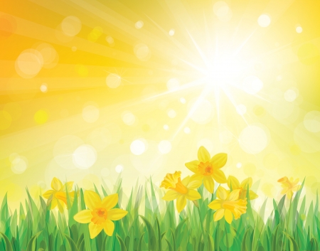 Daffodil flowers on spring background  のイラスト素材