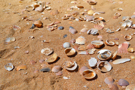 Natural shells on sand beach 