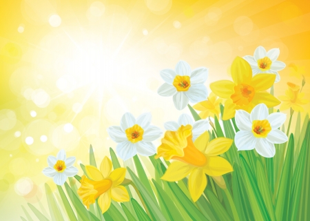 Vector of daffodil flowers on spring background のイラスト素材