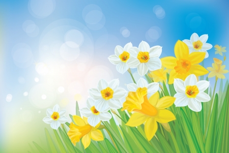 Daffodil flowers on spring background.のイラスト素材