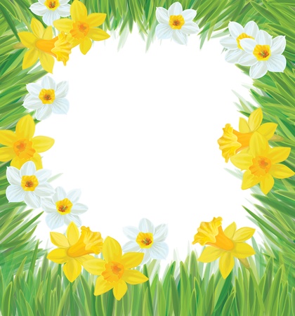 Vector of daffodil flowers frame for spring, Easter s design のイラスト素材