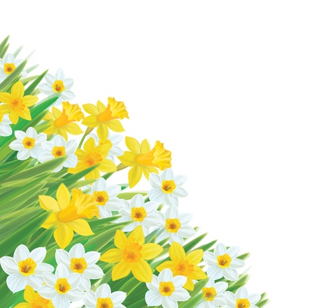 Vector of daffodil flowers isolated.のイラスト素材