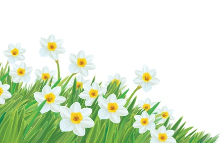 Vector of daffodil flowers isolated.のイラスト素材