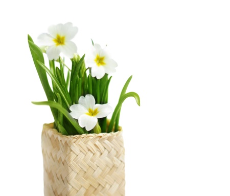 Spring flowers in small basket isolated  with place for text.の写真素材