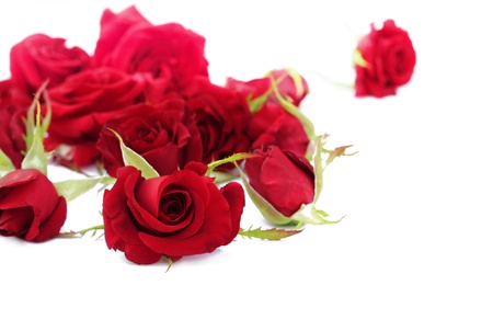 Red roses heads isolated の写真素材