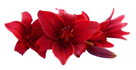 Red lily flowers, isolated on white background の写真素材