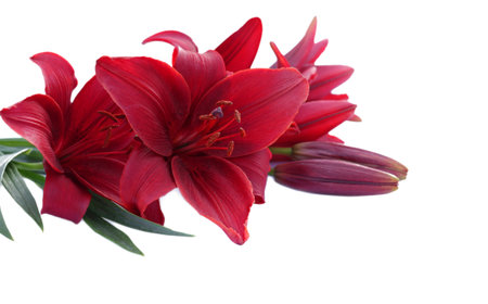 Red lily flowers, isolated on white background の写真素材