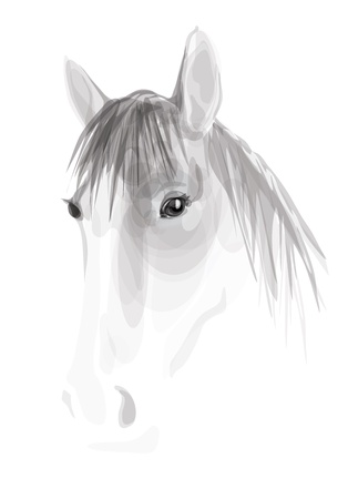 Horse on white background のイラスト素材