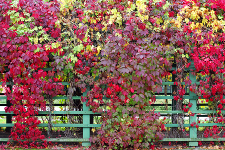Autumn leaves background  の写真素材