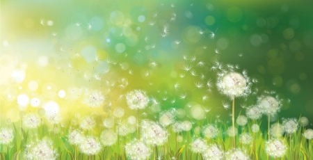 Vector of spring background with white dandelions  のイラスト素材