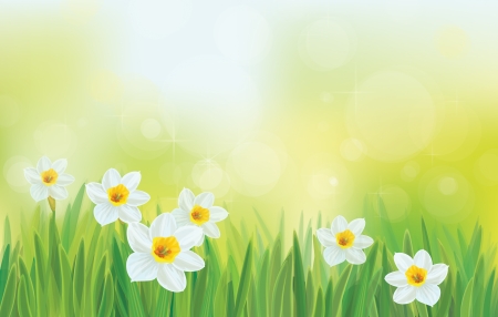 Vector daffodil flowers on sky background. のイラスト素材