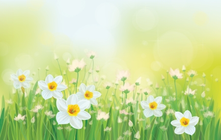 Vector daffodil flowers on sky background.のイラスト素材