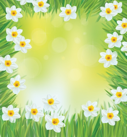 Vector daffodil flowers frame.のイラスト素材