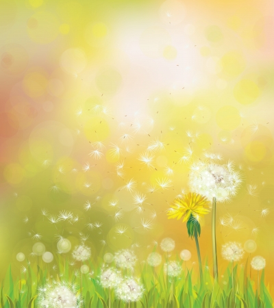 Vector spring background with dandelions. のイラスト素材