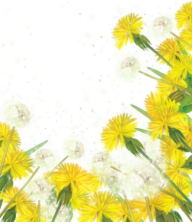 Vector dandelions isolated. のイラスト素材