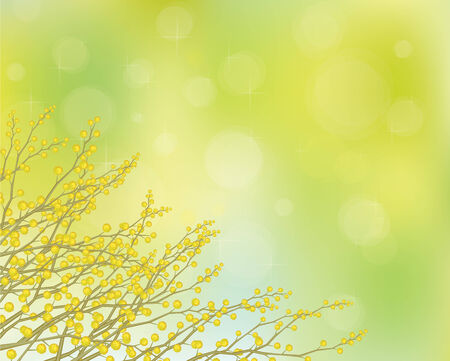 Vector mimosa flowers on spring background のイラスト素材
