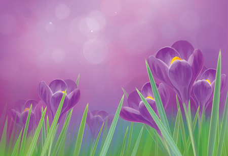 Vector spring crocuses flowers  on violet  background のイラスト素材