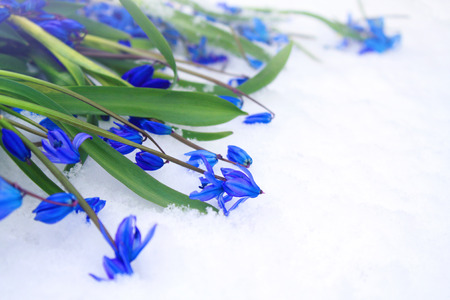 Beautiful blue snowdrops  on snow の写真素材