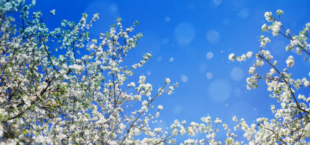 Blossoming tree branches on sky background 