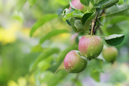Apple fruits in garden after rain.の写真素材