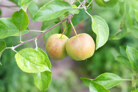 Apple fruits in garden.の写真素材