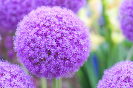 Decorative bows alliums.の写真素材